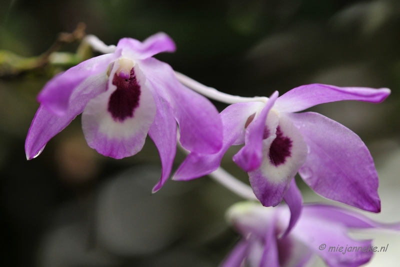 _DSC8376.JPG - Orchidee