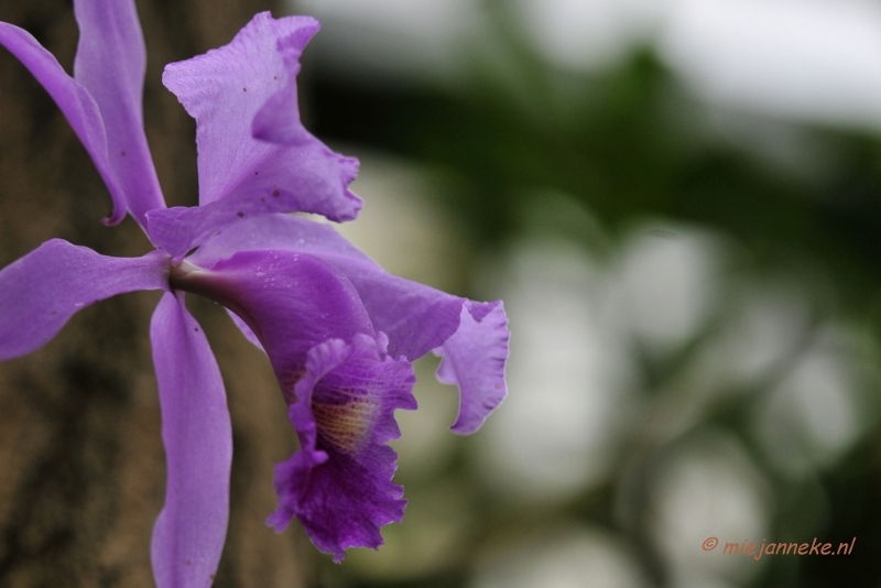 _DSC8384.JPG - Orchidee