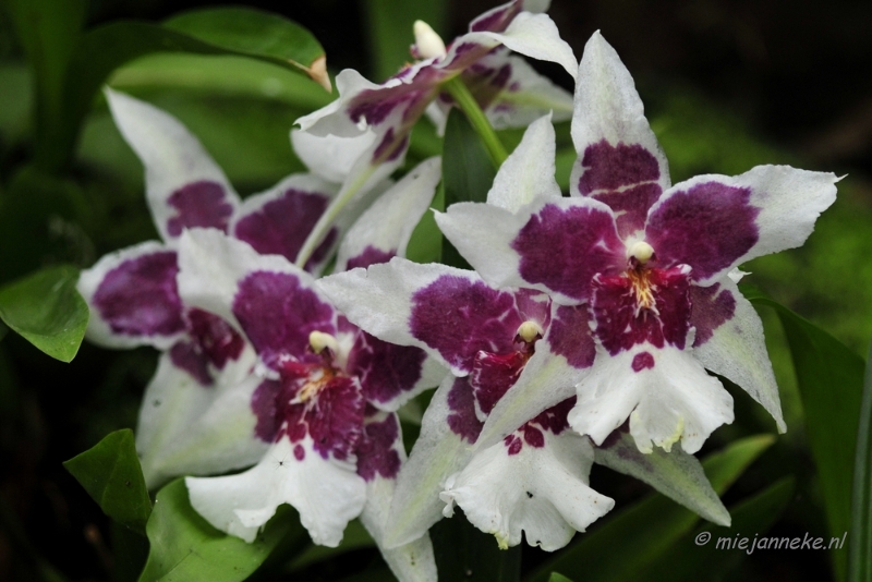 _DSC8385.JPG - Orchidee