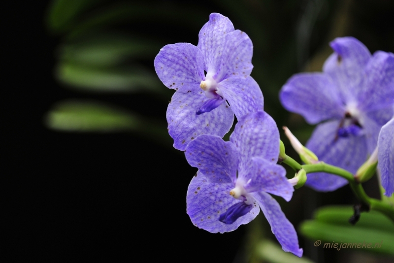 _DSC8392.JPG - Orchidee