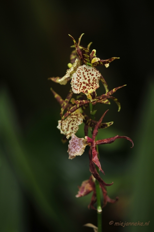 _DSC8425.JPG - Orchidee