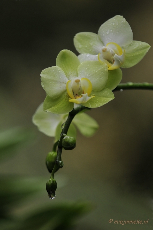 _DSC8442.JPG - Orchidee