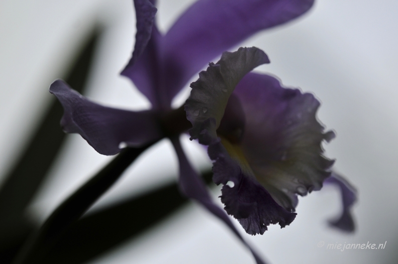 _DSC8451.JPG - Orchidee