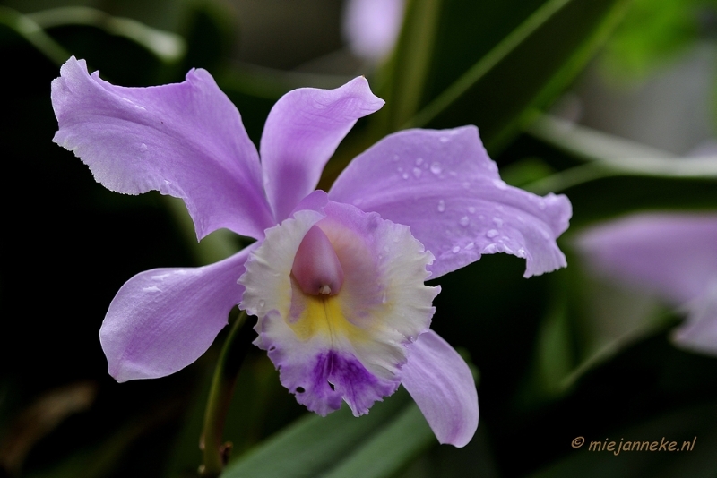 _DSC8458.JPG - Orchidee