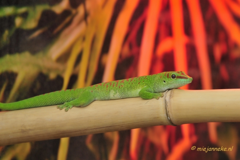 _DSC8560.JPG - Gekko