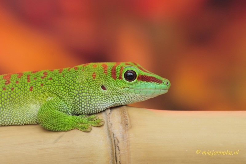 _DSC8561.JPG - Gekko