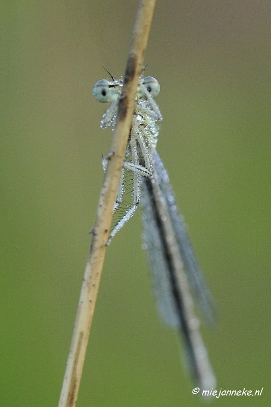 _DSC5594.JPG - Rondje Brabant