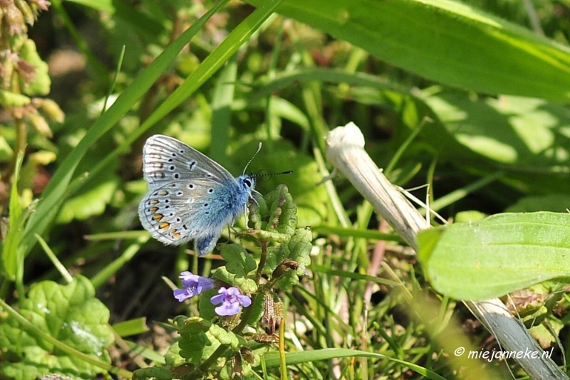 _DSC3769.JPG - Tiengemeten