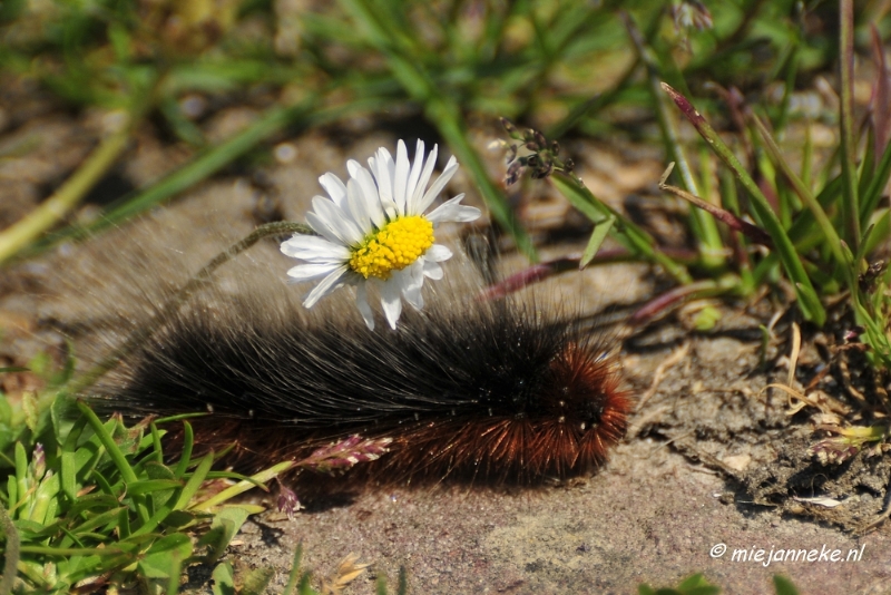 _DSC3914.JPG - Tiengemeten