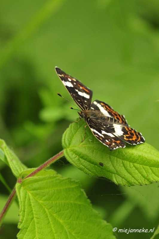 _DSC6100.JPG - Zoomdag Appelzak I