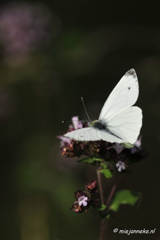 _DSC6237.JPG - Zoomdag Appelzak I