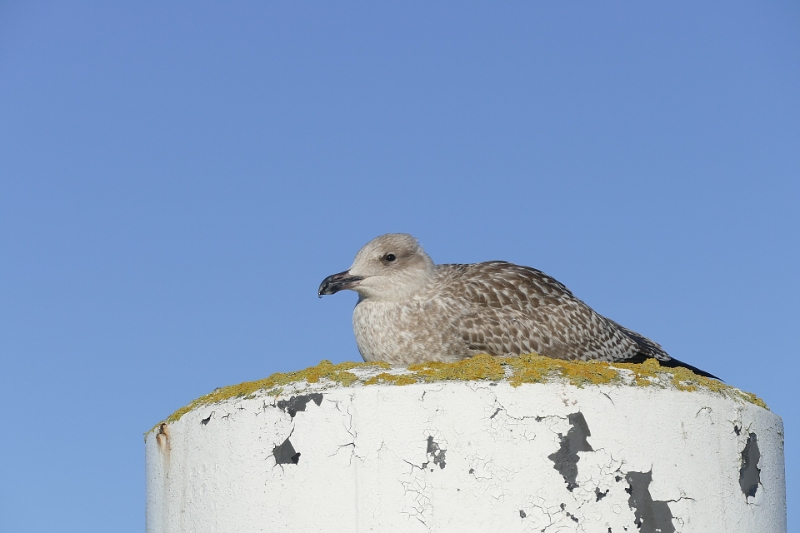 texel dag 1 2016_03.jpg - Texel dag 1