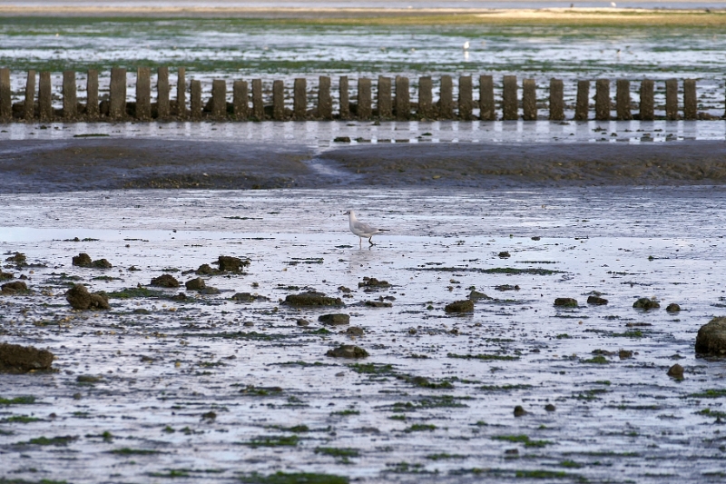 texel dag 1 2016_12.jpg - Texel dag 1