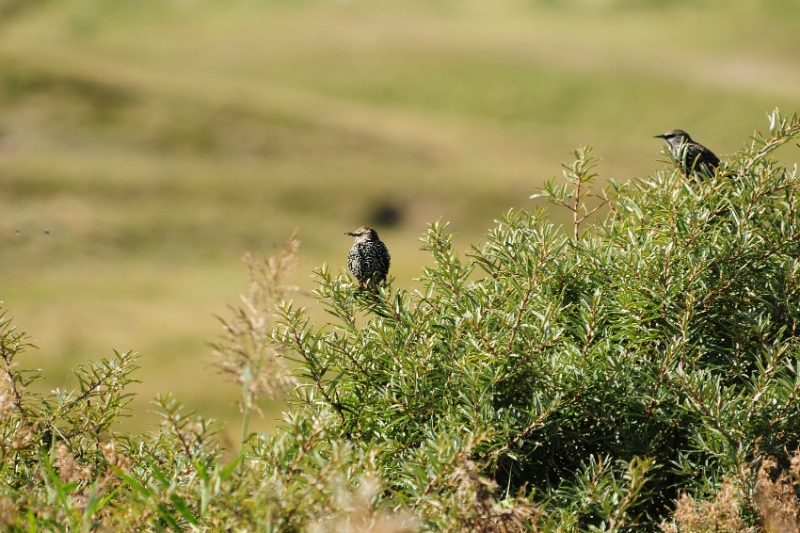 texel dag 1 2016_22.jpg - Texel dag 1