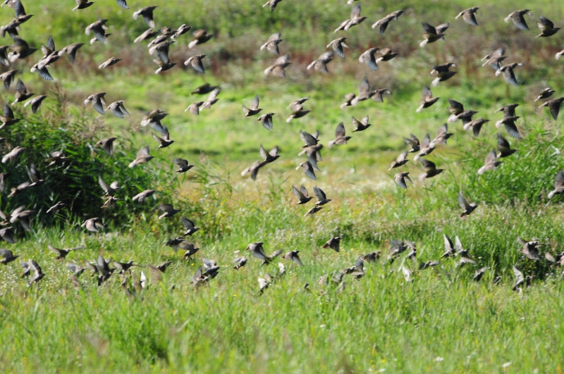 texel dag 1 2016_23.jpg - Texel dag 1