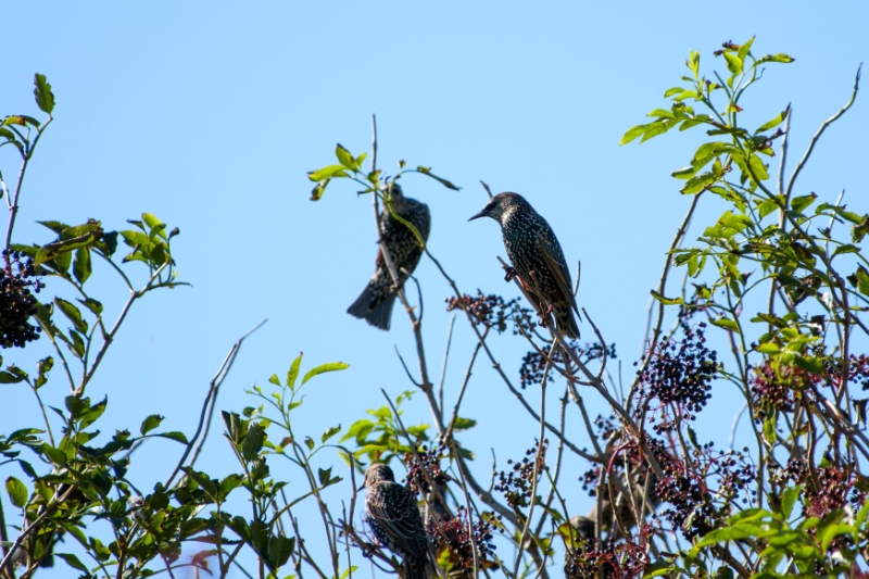 texel dag 1 2016_24.jpg - Texel dag 1