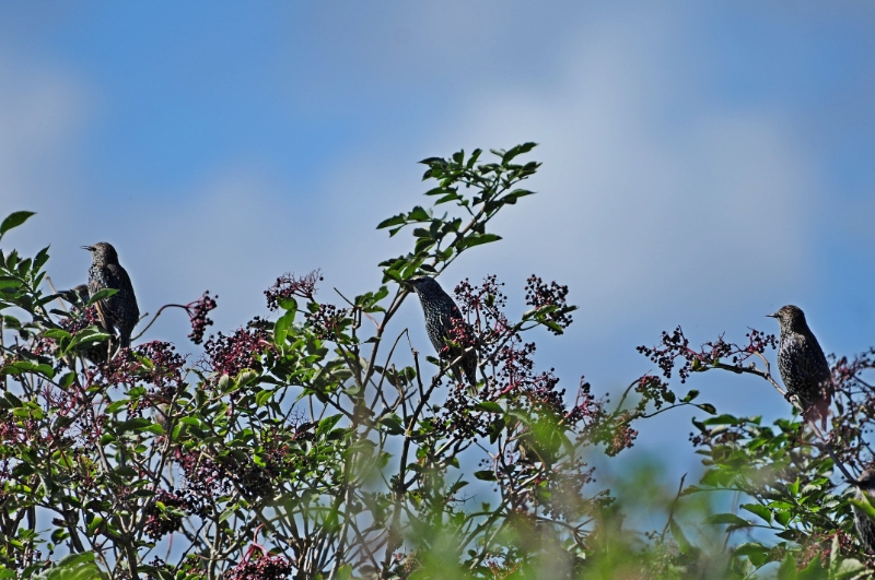 texel dag 1 2016_25.jpg - Texel dag 1