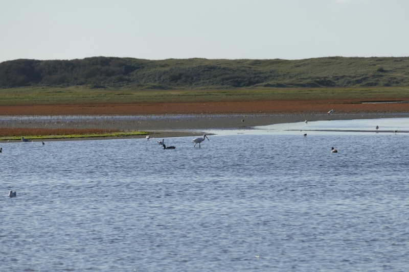 texel dag 1 2016_27.jpg - Texel dag 1