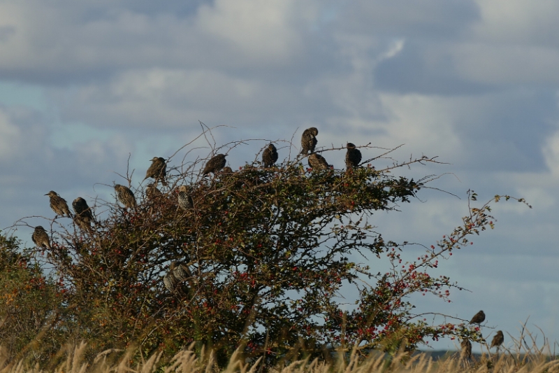 texel dag 1 2016_33.jpg - Texel dag 1