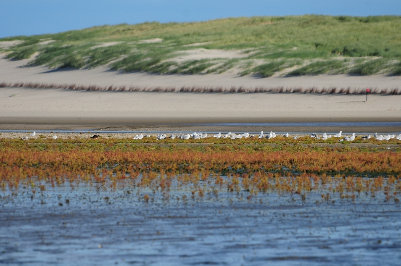 texel dag 2 2016_01.jpg - Texel dag 2