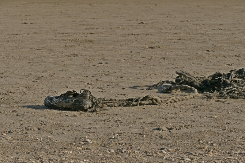 texel dag 2 2016_03.jpg - Texel dag 2