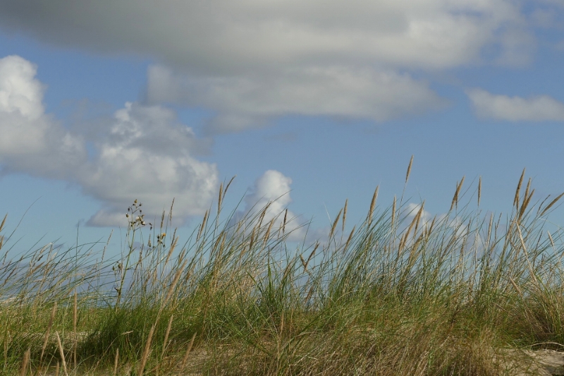 texel dag 2 2016_06.jpg - Texel dag 2