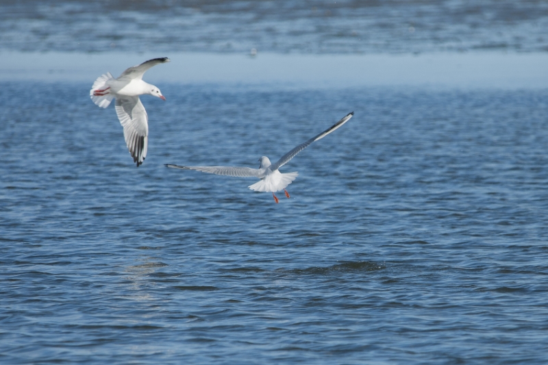 texel dag 2 2016_07.jpg - Texel dag 2