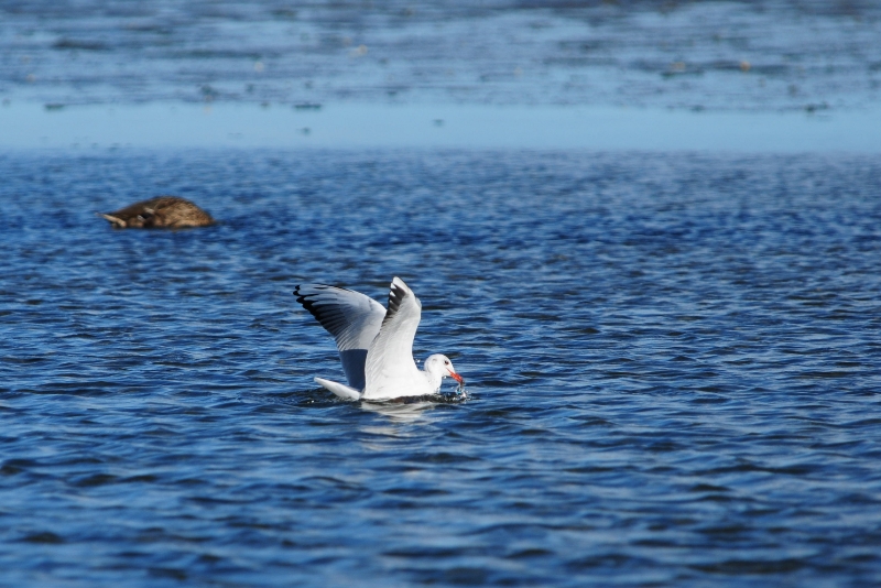 texel dag 2 2016_08.jpg - Texel dag 2