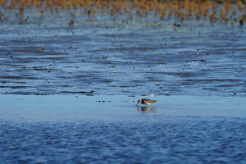 texel dag 2 2016_09.jpg - Texel dag 2