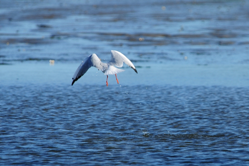 texel dag 2 2016_10.jpg - Texel dag 2