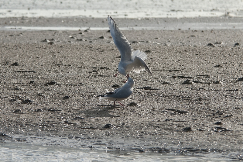 texel dag 2 2016_11.jpg - Texel dag 2