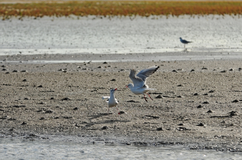 texel dag 2 2016_12.jpg - Texel dag 2