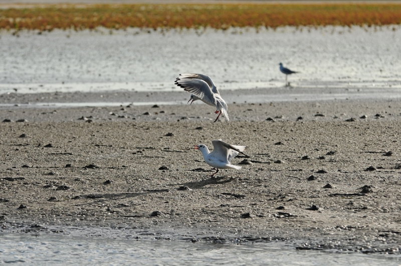 texel dag 2 2016_13.jpg - Texel dag 2