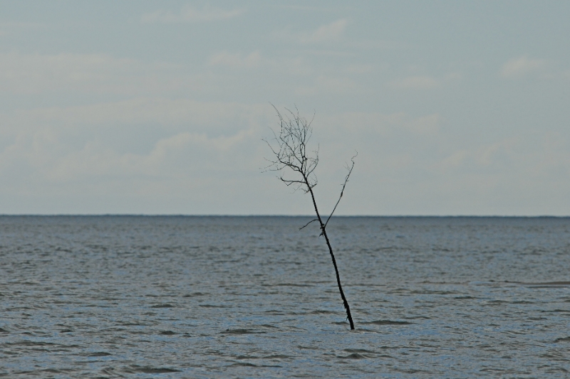 texel dag 2 2016_20.jpg - Texel dag 2