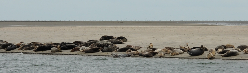 texel dag 2 2016_21.jpg - Texel dag 2