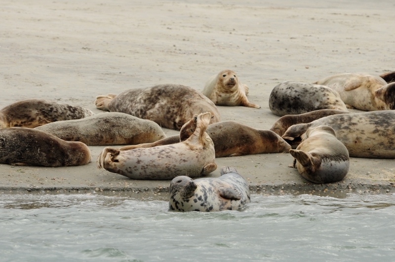 texel dag 2 2016_22.jpg - Texel dag 2