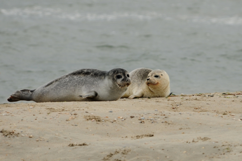 texel dag 2 2016_23.jpg - Texel dag 2