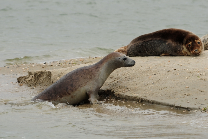 texel dag 2 2016_24.jpg - Texel dag 2