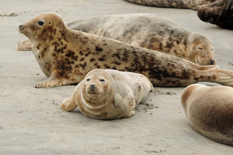 texel dag 2 2016_25.jpg - Texel dag 2