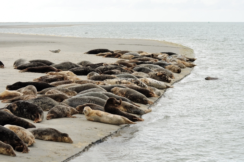 texel dag 2 2016_26.jpg - Texel dag 2