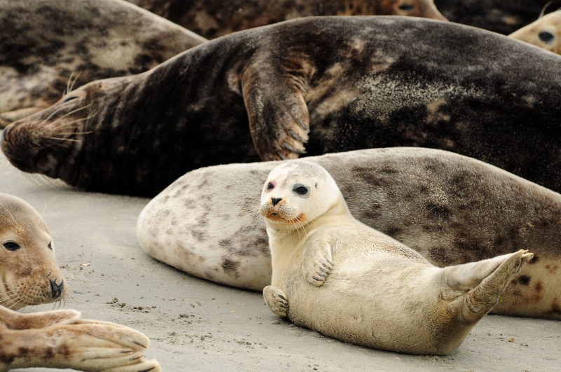 texel dag 2 2016_27.jpg - Texel dag 2