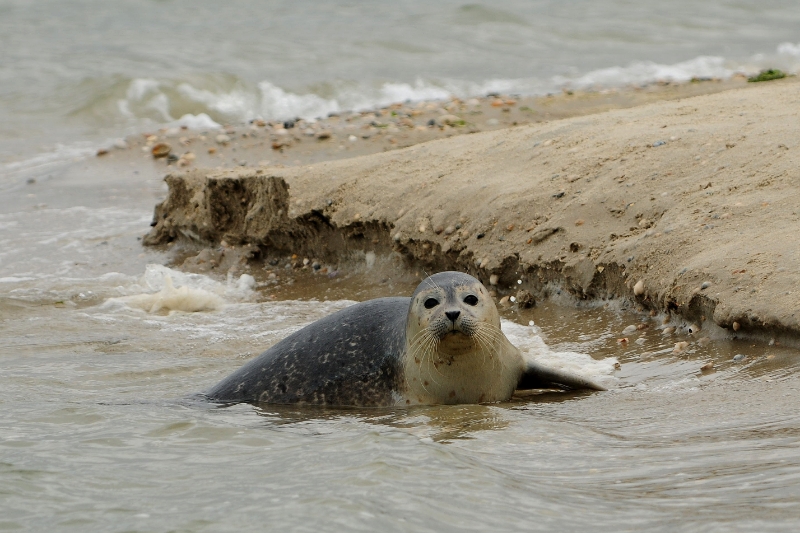 texel dag 2 2016_28.jpg - Texel dag 2