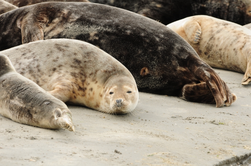 texel dag 2 2016_29.jpg - Texel dag 2