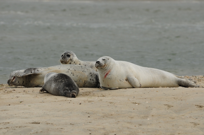 texel dag 2 2016_30.jpg - Texel dag 2