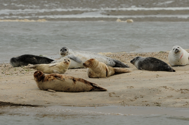 texel dag 2 2016_31.jpg - Texel dag 2