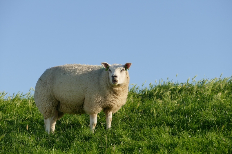 texel dag 2 2016_36.jpg - Texel dag 2