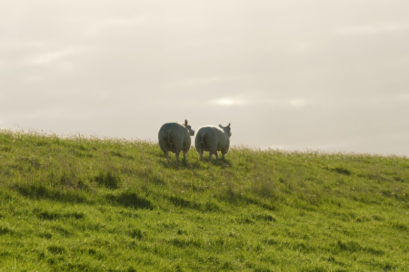 texel dag 2 2016_37.jpg - Texel dag 2