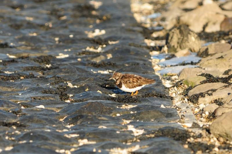 texel dag 2 2016_39.jpg - Texel dag 2