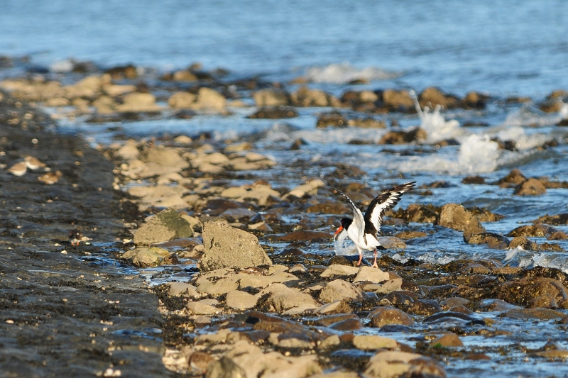 texel dag 2 2016_40.jpg - Texel dag 2