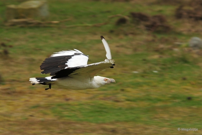 BB06042015 11.JPG - Beekse Bergen 6 april 2015 